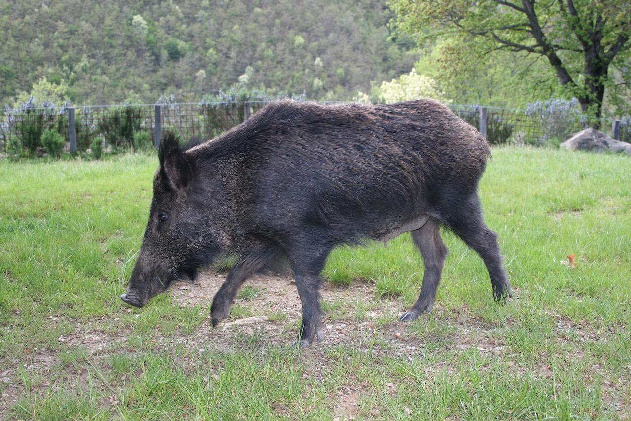 Podere Pian De' Cortini Villa Serravalle  ภายนอก รูปภาพ