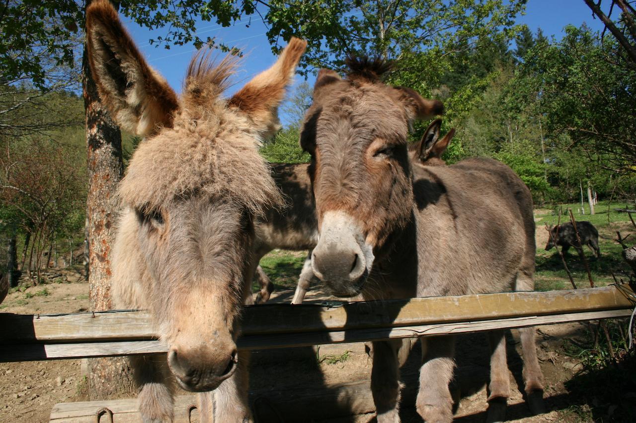 Podere Pian De' Cortini Villa Serravalle  ภายนอก รูปภาพ